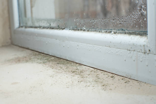 Best Attic Mold Removal  in Duquesne, PA